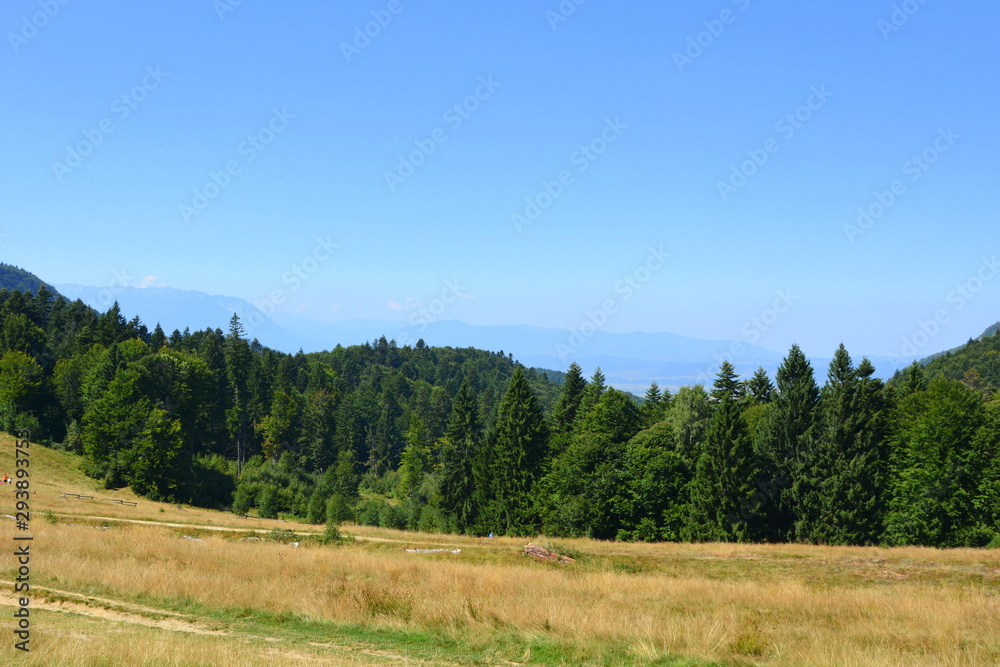 Fototapeta premium Typical landscape in the forests of Transylvania, Romania. Green landscape in the midsummer, in a sunny day