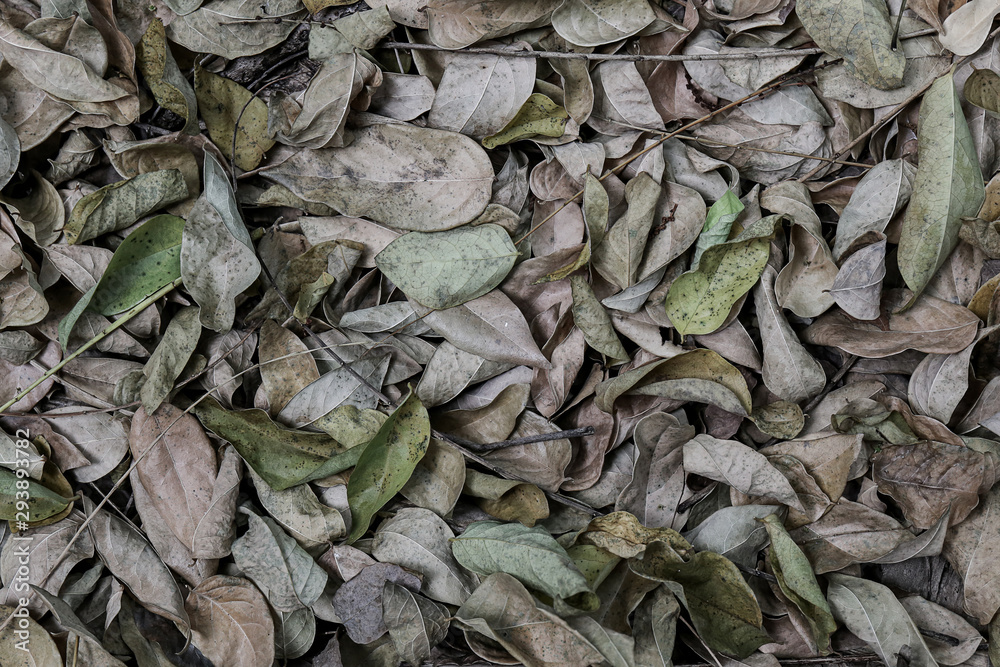 Dry leaf bacground Dry leaf bacground