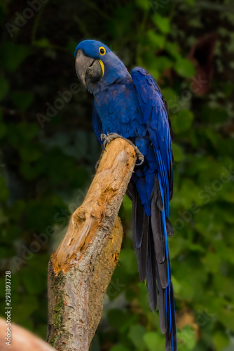 blue and yellow macaw