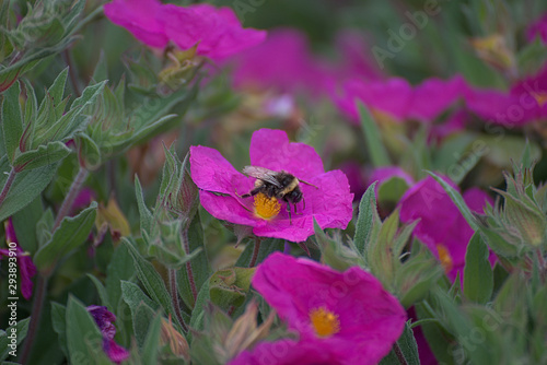 Gros bourdon butinant une fleur .