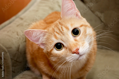 Photography Portrait of red tabby cat stares at the camera