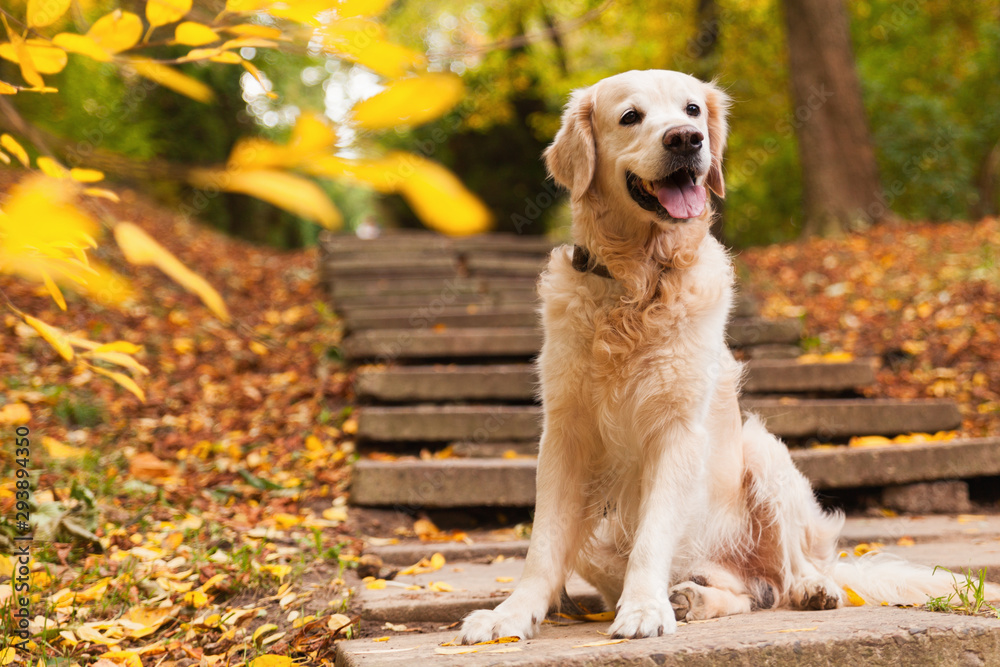 Adorable young golden retriever puppy dog sitting on concrete stairs near fallen yellow leaves. Autumn in park. Horizontal, copy space. Pets care concept.