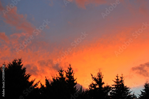 Colorful sunset with shadow of trees