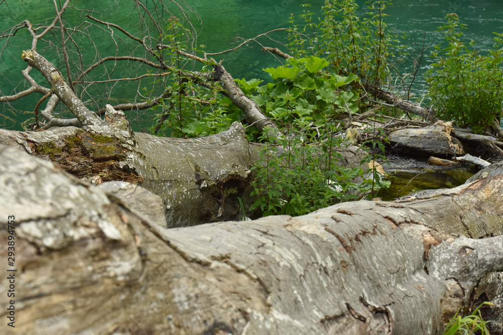 Plitvice Lakes. Wall mural. Trees lie in the water. Old forest. Plitvice Lakes. Wall mural. Trees lie in the water. Old forest.