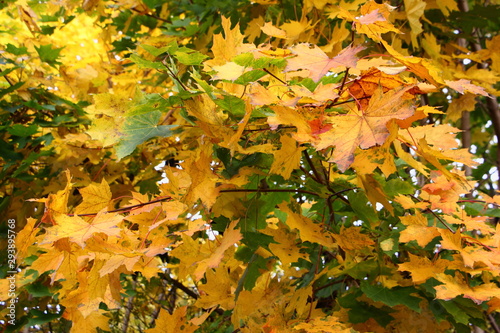 Yellow and green leaves on branches of Beautiful autumn maple tree  october texture for background
