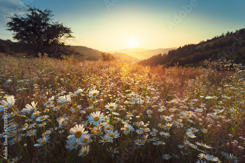 Foto Serene flower field landscape in beautiful setting late summer towards autumn