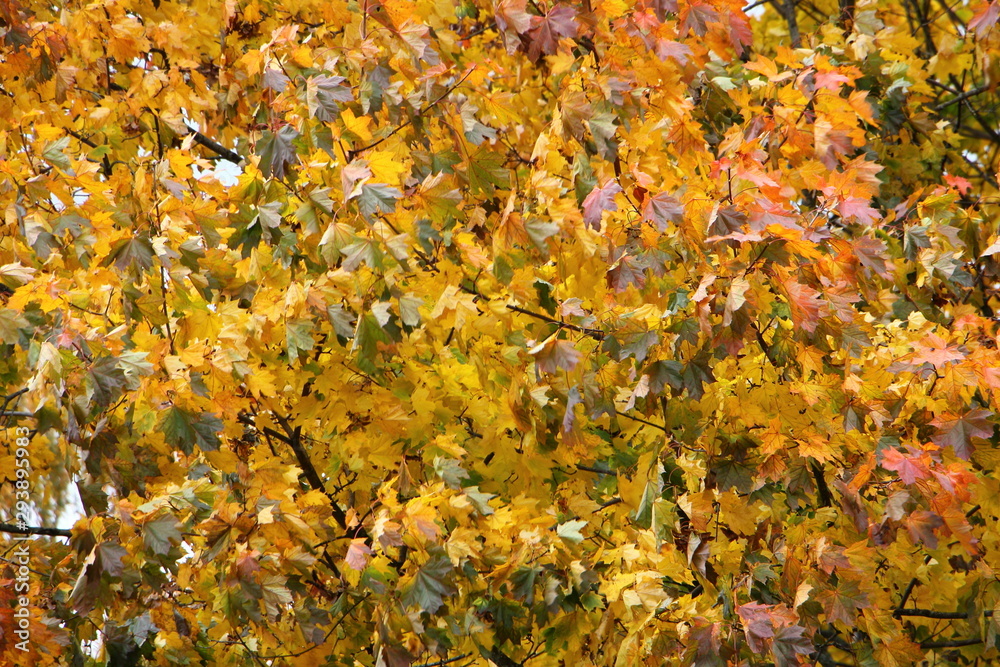 Yellow, green and red leaves on branches of Beautiful autumn maple tree, october texture for background Yellow, green and red leaves on branches of Beautiful autumn maple tree, october texture for background