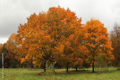 Beautiful orange trees with Golden leaves on green grass, European autumn landscape