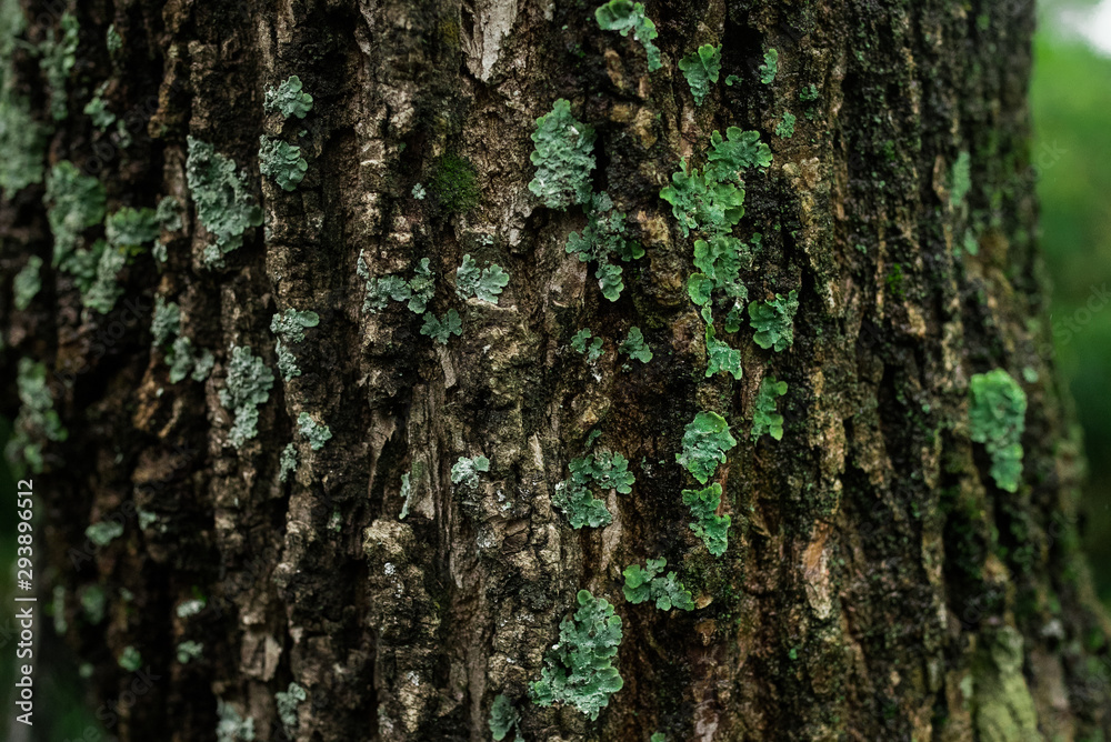 Obraz premium Corteza de árbol