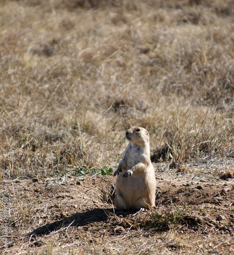 Wallpaper Mural Prairie Dog Colony in Colorado Torontodigital.ca