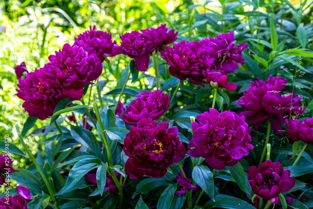 Paeonia Lactiflora Grp Peter Brand Paeonia Lactiflora Grp Peter Brand