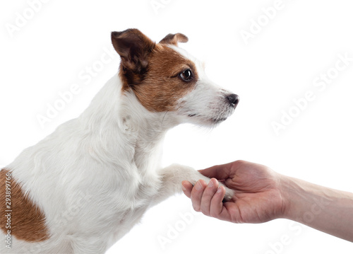 man stroking a dog. jack russell terrier on a white background