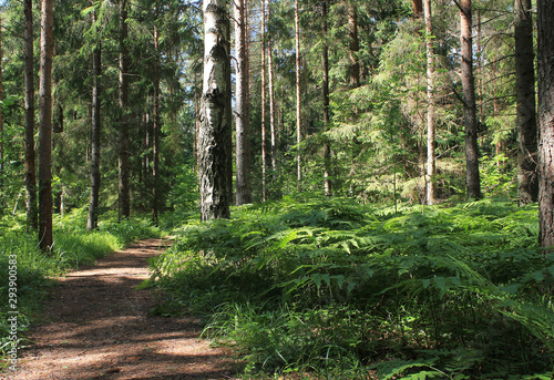 Traditional Baltic nature. Natural forest path. Trunks of pine trees and green fern.