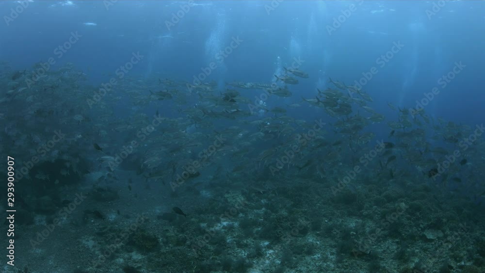 custom made wallpaper toronto digitalSchool of Bigeye Trevallies and a Great Barracuda on a coral reef. Tubbataha Reef dive site Kook 4k footage