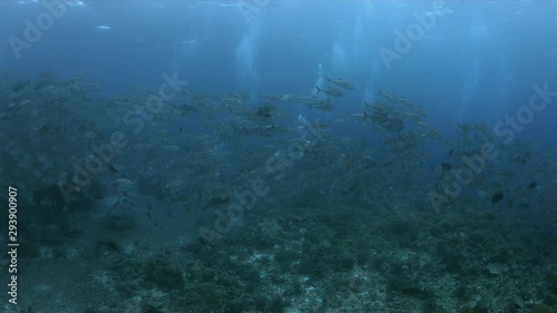 Wallpaper Mural School of Bigeye Trevallies and a Great Barracuda on a coral reef. Tubbataha Reef dive site Kook 4k footage Torontodigital.ca