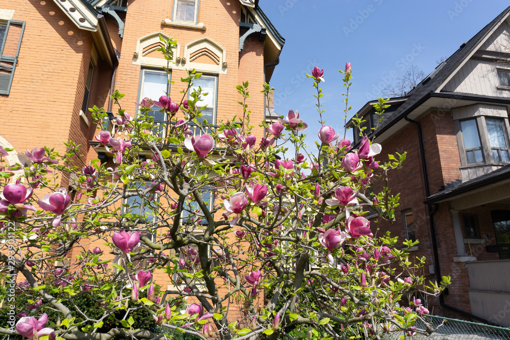 Spring in Toronto's Cabbagetown