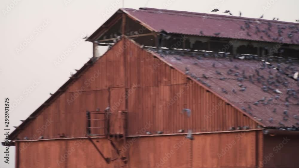 Panning View Of Birds Flying & Standing On A Barn Rooftop. Panning View Of Birds Flying & Standing On A Barn Rooftop.