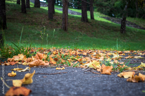Fallen leaves in a park and evergreen trees in the background