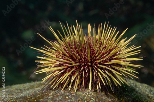 sea urchin on a rock © Dmitri Portnov