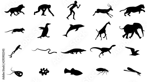 Set of animals icons vector design.  Animals icon collection. Evolution illustration © alionaprof