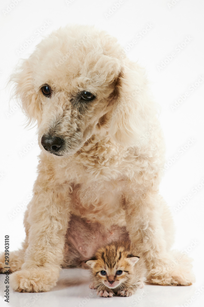 Poodle dog friend with small kitty Poodle dog friend with small kitty