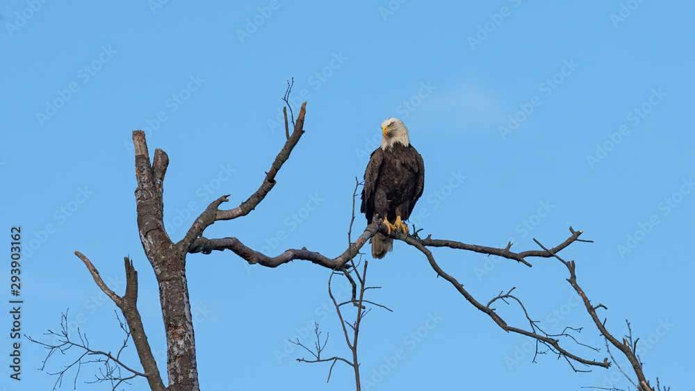 An American Bald Eagle perched in a tree with blue skies. An American Bald Eagle perched in a tree with blue skies.
