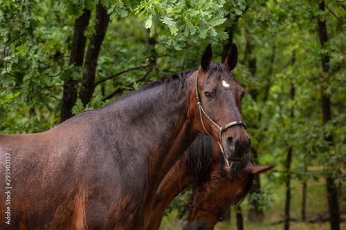 Pferd im Regen