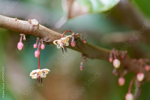 Young flower on cacao tree