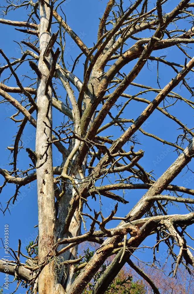 Old dry tree on blue sky background. Natural background Old dry tree on blue sky background. Natural background