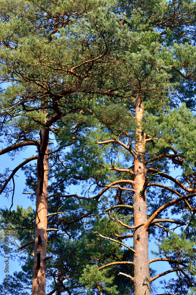 Fototapeta premium Pine trees close-up against blue sky. Natural background