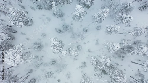 Zoom Out Flying Above Frozen Forest Under Snow. High Angle Aerial View. Northern Karelia, Russia, Paanajärvi