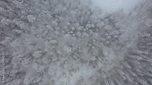 Zoom Out Flying Above Frozen Forest Under Snow. High Angle Aerial View. Northern Karelia, Russia, Paanajärvi