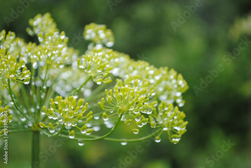 tautropfen auf fenchel