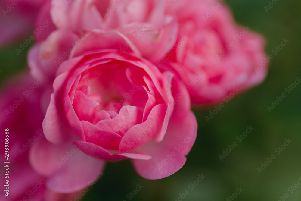 pink pion pink pion