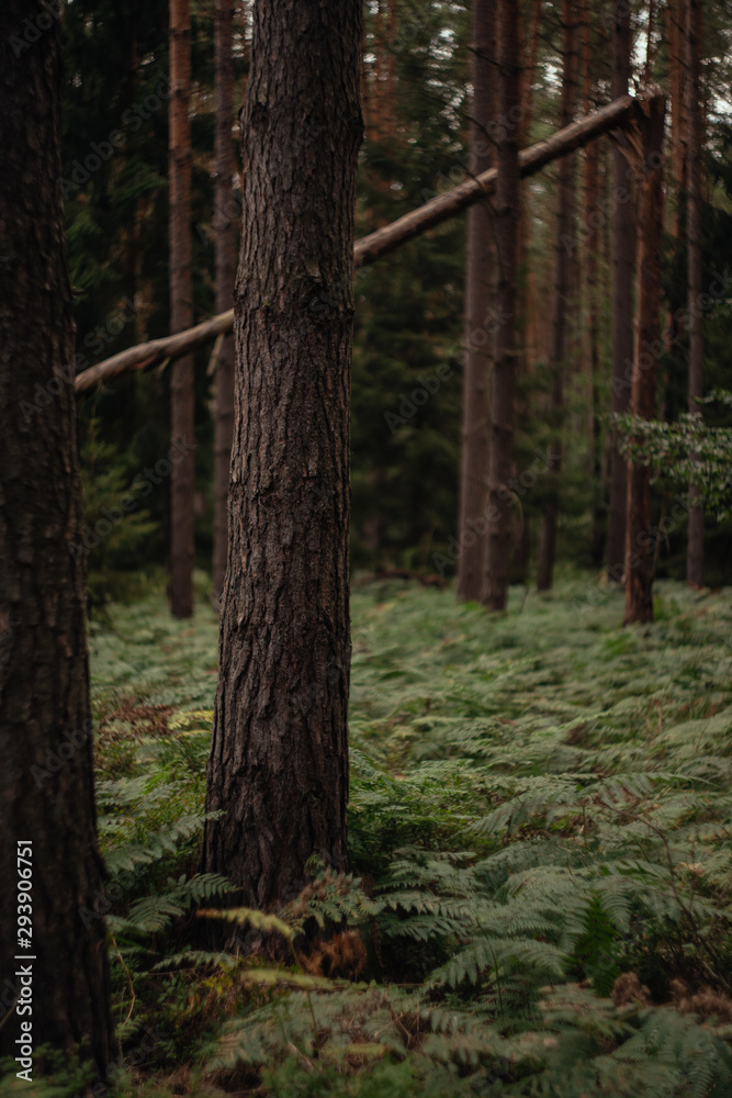 Fototapeta premium Farn im Wald