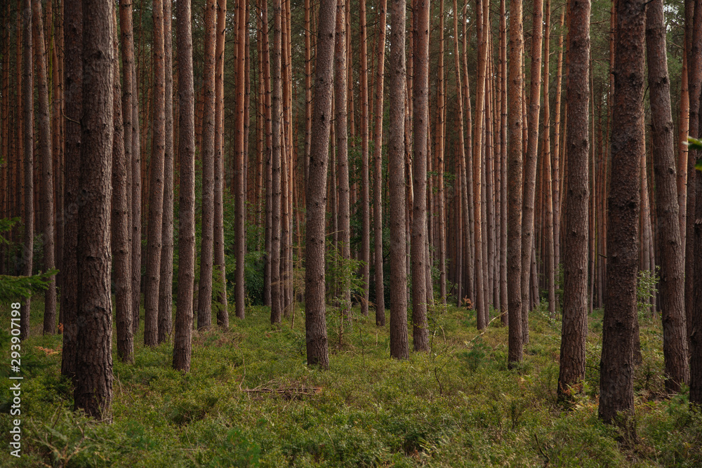 Fototapeta premium Tannenwald