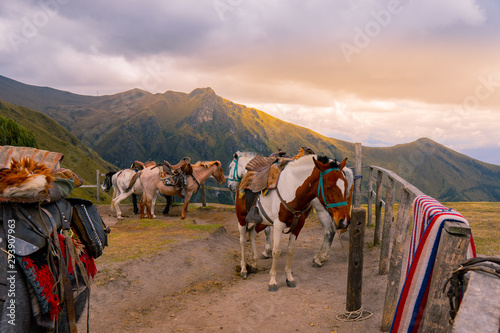 horses in the mountains at sunset