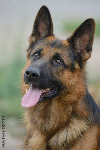 Portrait of a beautiful German shepherd