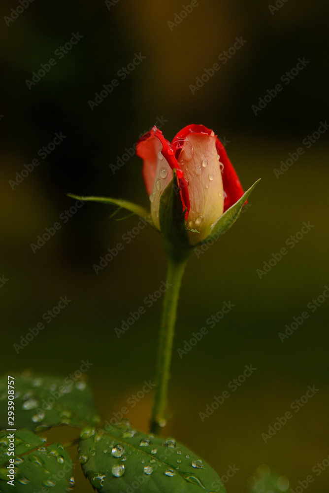 Unopened unbroken red rose in raindrops Unopened unbroken red rose in raindrops