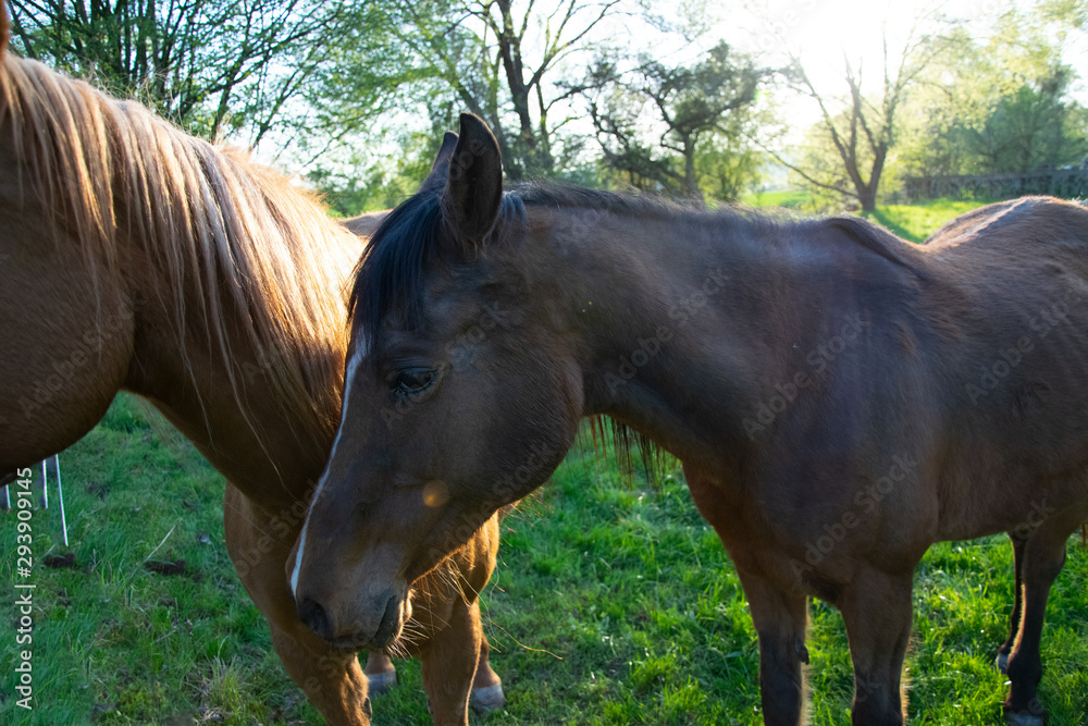 Fototapeta premium horse in the field