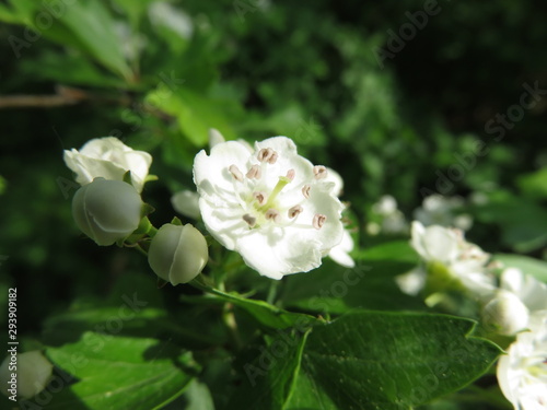 Clean flowers