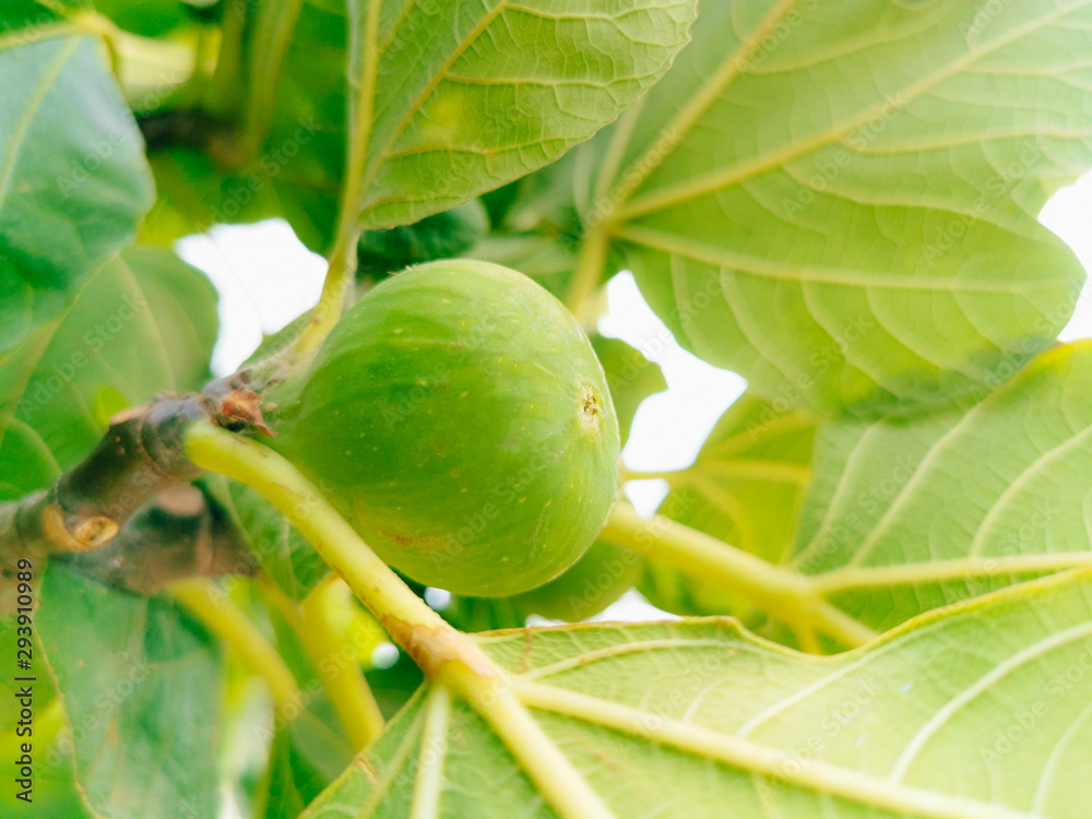 fig on tree maturing growing