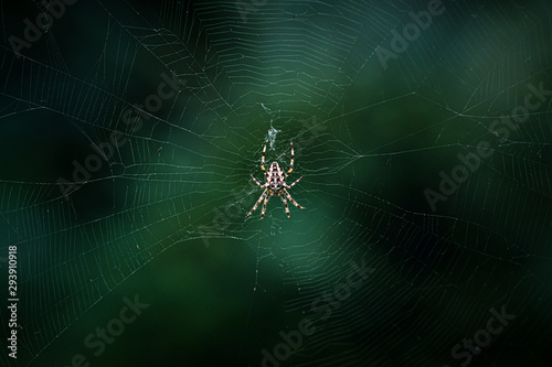 Spinne in Ihrem Netz