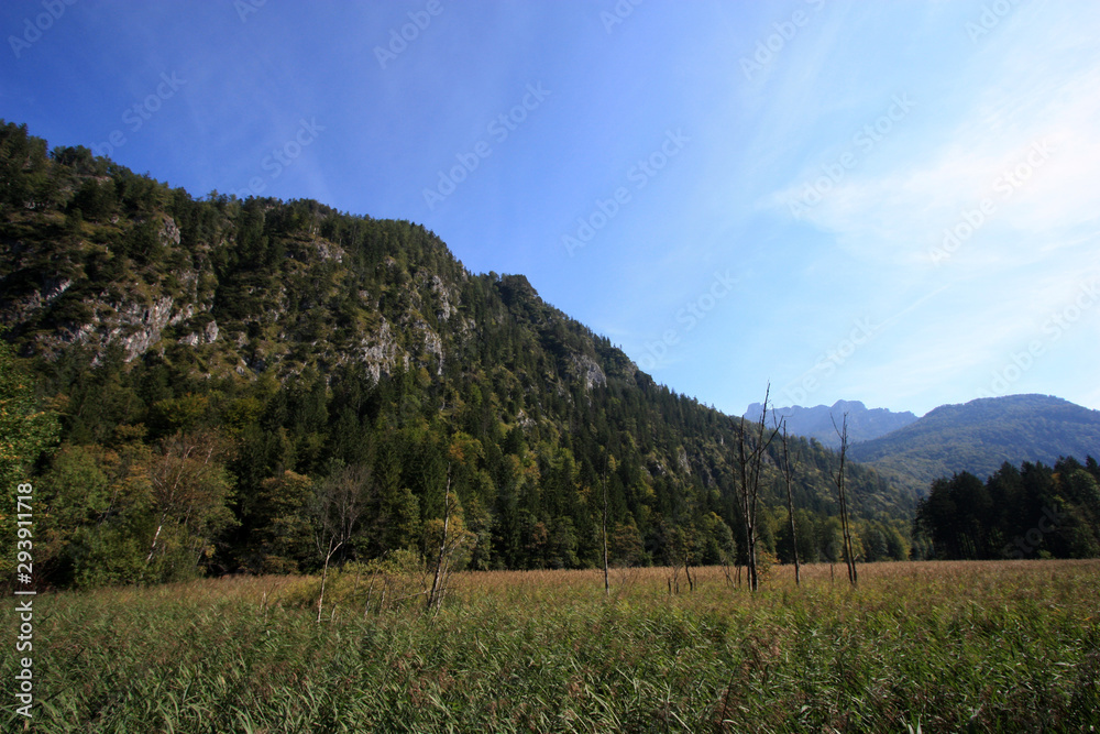Obraz premium Reed zone around the water's edge of the Almsee, near Grünau im Almtal, Oberösterreich, Austria