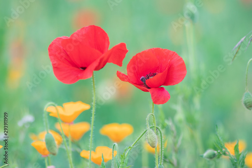 ポピーの花畑