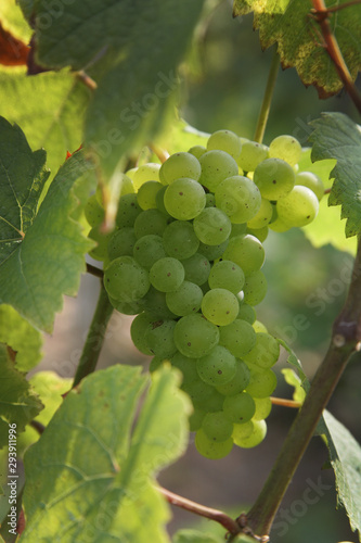 Wallpaper Mural white wine grapes on the vine Torontodigital.ca