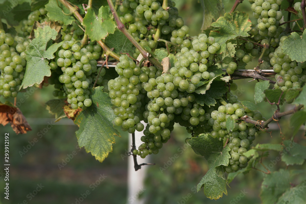 white wine grapes on the vine