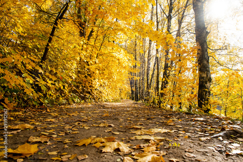 Scenery autumn background. Walking path covered by yellow fallen leaves