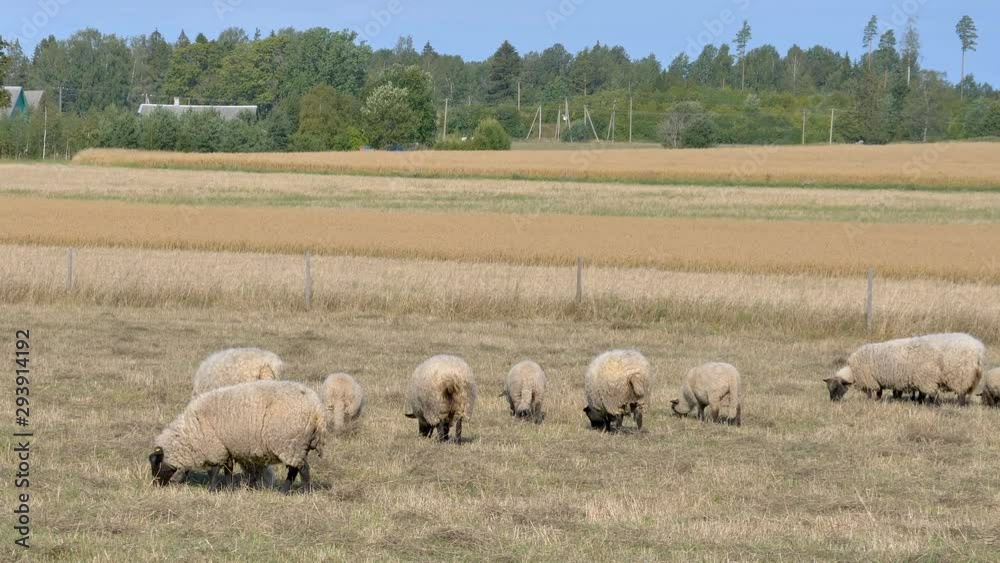 The view of the wide farm with the group of sheep The view of the wide farm with the group of sheep