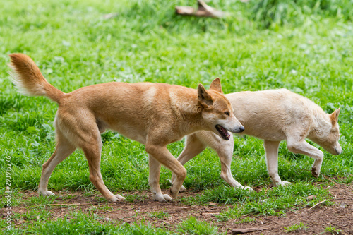 Two Dingoes © Craig